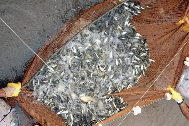 Soltura de peixes (2)